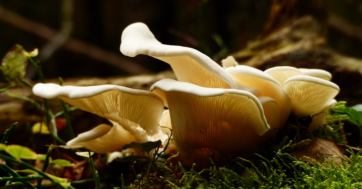 Detailed macro shot of white mushrooms growing on a mossy log in a forest setting, highlighting nature's beauty.